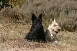 SCOTTISH TERRIER 245